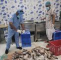 إتلاف ربع طن من الأسماك الفاسدة في جدة
