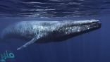 مصر تكشف حقيقة وصول الحوت الأزرق شواطئ “مطروح”