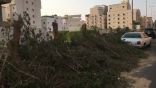 تحطيب أشجار أحد شوارع حي الروضة في #جدة يغضب المغردين: لا نحتاج التصحر