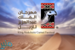 لجنة تحكيم مهرجان الملك عبد العزيزللإبل تستعرض 580 متناً للوني الحمر والصفر