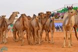 بدء الاستعدادات لانطلاق مهرجان الملك عبدالعزيز للإبل
