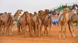 مهرجان الملك عبدالعزيز للإبل يعلن عن رحلات مجانية للأفراد والعائلات غدًا