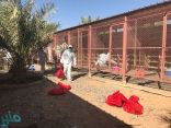 البيئة تعلن تسجيل 4 إصابات جديدة بإنفلونزا الطيور في الرياض