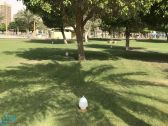 رئيس بلدية الخبر يطلق مبارة “رحمة” لسقيا الطيور في الأماكن العامة