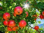“البيئة”: إنتاج المملكة من فاكهة الرمان يحقق اكتفاءً ذاتيًا بنسبة 34%