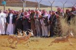 إطلاق 65 من المها وغزال الريم بمحمية الملك سلمان بن عبدالعزيز الملكية