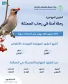 “البيئة”: أكثر من 500 مليون طائر مهاجر يمر بالمملكة سنويًّا