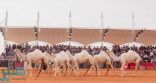 مهرجان الملك عبدالعزيز للإبل يسجل اليوم حضوراً كبيراً