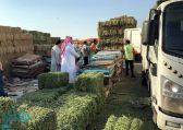 بلدية الشوقية بمكة تنفذ حملة على بائعي حليب الإبل والأعلاف