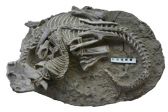 اكتشاف متحجرة لحيوان ثديي يهاجم ديناصوراً بالصين