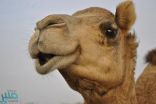 أحدهم أجرى عملية “شد شفاه” للإبل.. 67 ألف ريال غرامة بحق 5 مسيئين للحيوانات