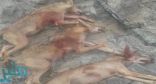 مواطن يقتل 3 ذئاب برية تفترس الأغنام بأضم
