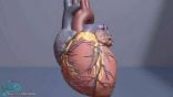 أمراض القلب القاتلة.. سبب رئيسي وحل بسيط جدا