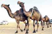 تسجيل أكثر من 25 ألف من الإبل في مهرجان جائزة الملك عبدالعزيز لمزايين الإبل