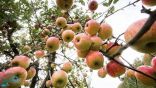 التفاح.. أكثر من 100 نوع وفوائده تمتد من القلب للدماغ