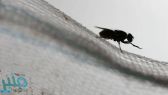 بالتعاون مع “غوغل”.. علماء ينشئون أدق خارطة لدماغ ذبابة