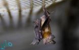 معهد ووهان يقر بـ”بحوث الخفافيش”.. ويتهم ترامب بـ”الفبركة”