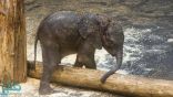 خطة “مبتكرة” لإنقاذ فيل سقط في قعر بئر