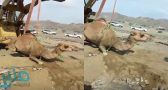 بالفيديو.. إخراج ناقة بواسطة ” شيول ” بعد سقوطها داخل قبر بالليث