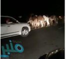 شاهد.. أعداد كبيرة من الإبل تقطع طريق الرين – بيشة.. وقائدو مركبات يحاولون إبعادها