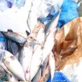 أمانة العاصمة المقدسة تصادر وتتلف أكثر 450 كجم من الأسماك والدواجن الفاسدة