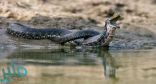 تحذيرات من وجود ثعابين سامة في مياه الخليج