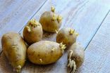 “فهد الخضيري” يوضح حقيقة وجود سموم في براعم البطاطا