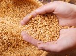 هيئة الأمن الغذائي: صرف “92 مليون” لمزارعي القمح “المحلي”