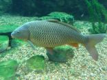 وزارة البيئة تحظر استيراد أسماك المبروك الحية من التشيك