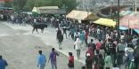 فيديو | إصابة 9 أشخاص بجروح بعد مهاجمة الثيران للمتفرجين في بيرو