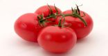 إنتاج نوع جديد من الطماطم متنوعة الجينات الوراثية تتمتع بمذاق سكري