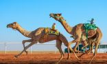 1200 مطية تتنافس في ثاني أيام سباقات الهجن بمهرجان الملك عبدالعزيز في نسخته الثامنة