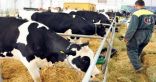 الغذاء والدواء ترفع الحظر على استيراد لحوم الأبقار ومنتجاتها من أيرلندا