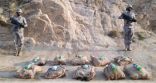 حرس الحدود بعسير يحبط تهريب (220) كيلوجرامًا من نبات القات المخدر