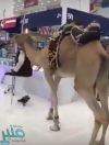 بالفيديو.. ناقة تتجول مع مُسن داخل مجمع اتصالات بالرياض