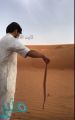 شاهد.. كيف قتل هذا الشاب أفعى “أم جنيب” الخطرة في لحظات وبدون أية أدوات