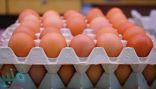 حقيقة تحذير «الغذاء والدواء» من بيض المائدة