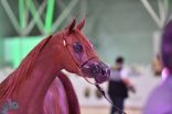اختتام فعاليات بطولة الرياض لجمال الخيل العربية الأصيلة غداً