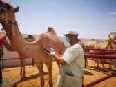مهرجان الإبل يُسرِّع ترقيم الإبل وتجاوزها حاجز مليون متن