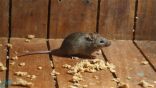 ظهور فيروس جديد في الصين تسببه الفئران