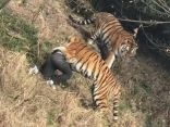 فيديو: نمر يفترس رجلاً أمام زوجته وابنته في حديقة حيوانات بالصين