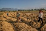 الهند تقيد صادرات الأرز بعد ارتفاع الأسعار المحلية