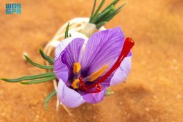 اعتماد عالمي تحققه استدامة لتوطين الزعفران السعودي وفق المواصفات العالمية