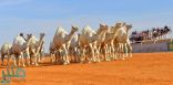 تأجيل مهرجان الملك عبدالعزيز للإبل بسبب تزامنه مع الاختبارات