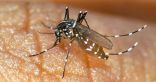 بعد اكتشاف حالات .. الصحة تؤكد: البعوض الظاهر في جازان ليس ناقلاً لمرض ” الكوليرا “