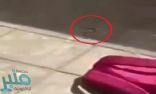 شاهد: لحظة العثور على ثعبان سام داخل حقيبة طالبة في مدرسة بعسير