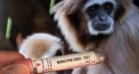 الصحة العالمية: لا خوف حالياً من تحوّل جدري القردة إلى جائحة