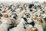 “أضاحي” تنفذ أكثر من 364 ألف رأس في ثاني أيام النحر