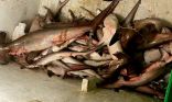 ضبط شباك صيد محظورة ومصادرة طن من الأسماك منها 38 سمكة قرش في القنفذة