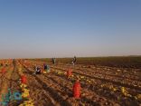 بدء جني محصول البطاطس في محافظة وادي الدواسر